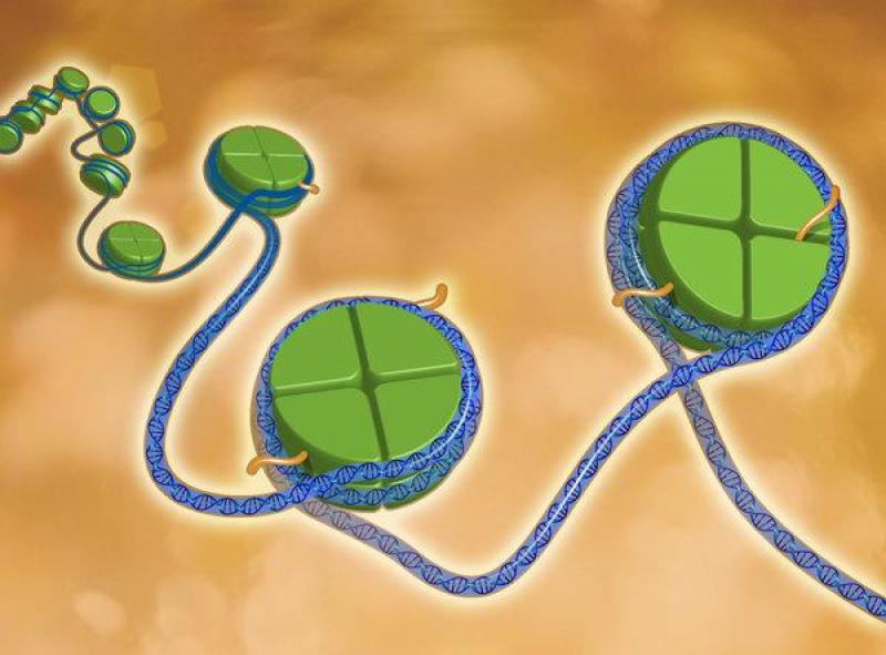 Epigenetics Market