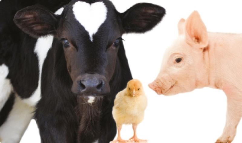 North America Eubiotics Market 