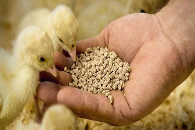 Eubiotics Market