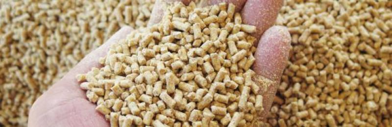 Feed Additives Market 2024