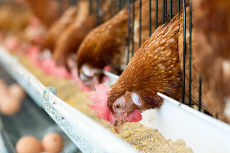 Feed Additives Market 