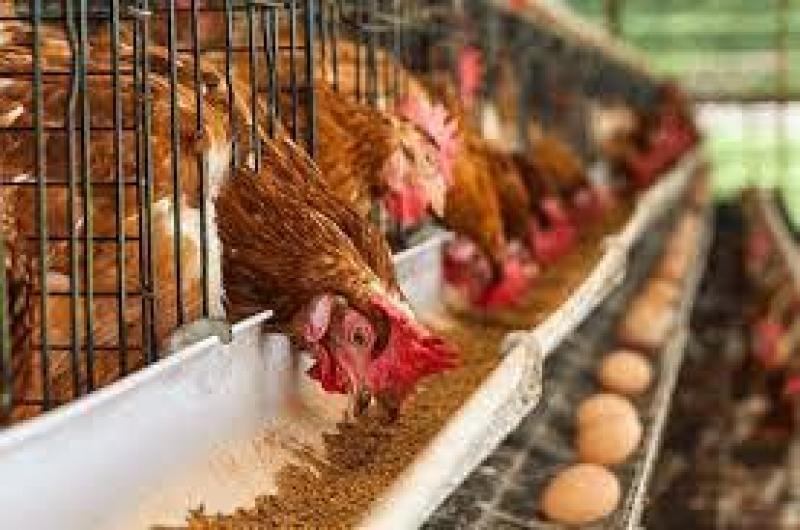 Feed Palatability Enhancers And Modifiers Market