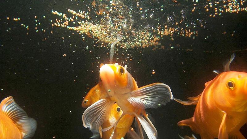 Aquarium Fish Feed Market