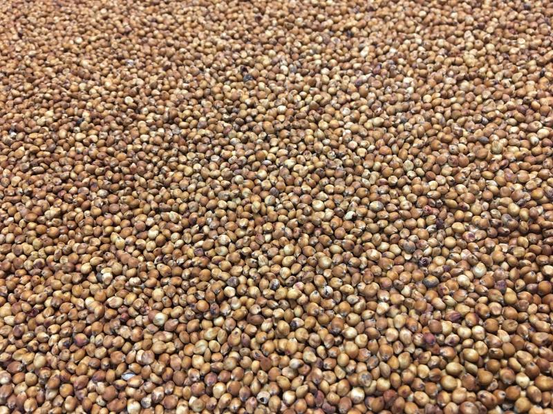Forage Seed Market 2024