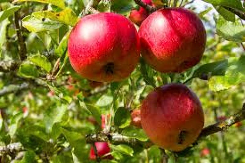 Fruit And Nut Farming Market