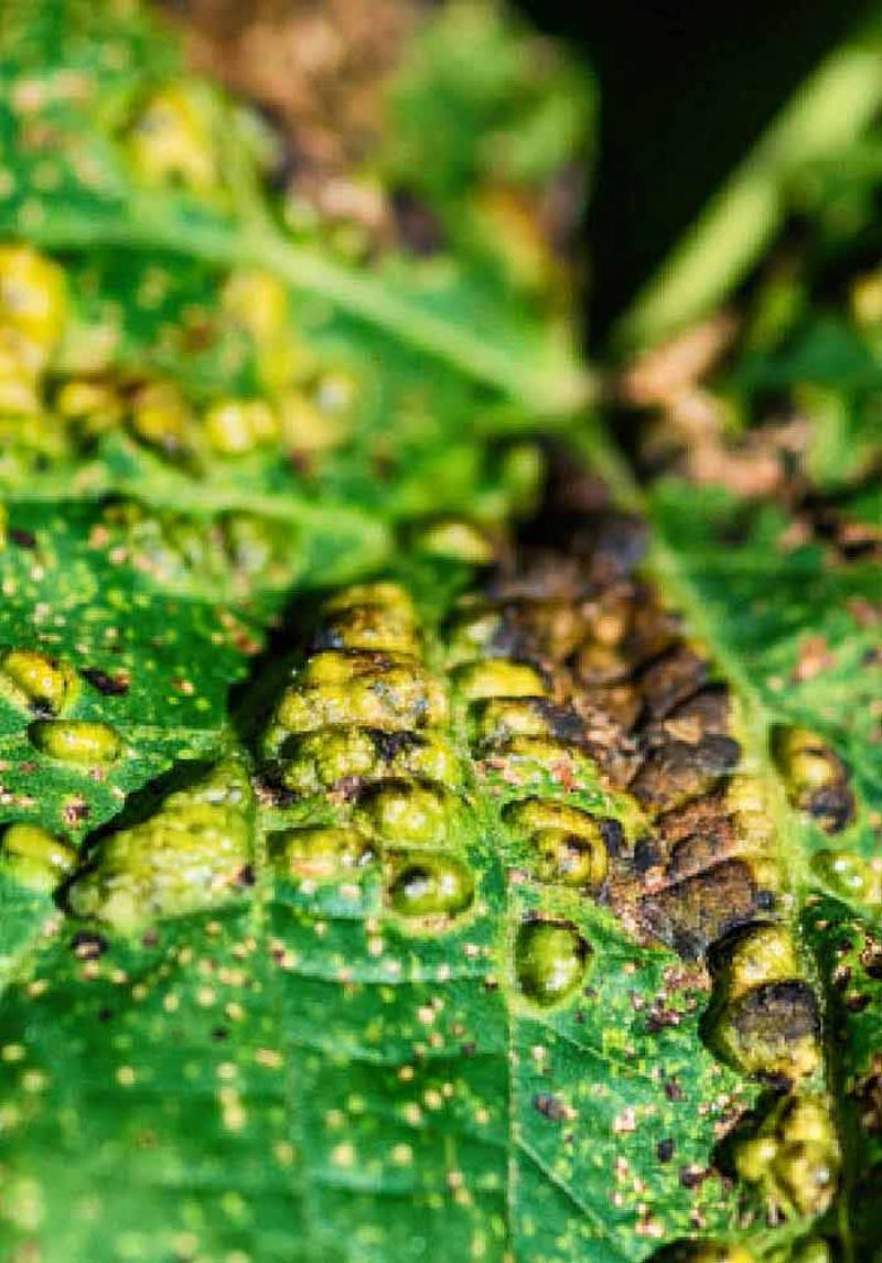 Fungicides Market | Market Data Forecast Fungicides Market