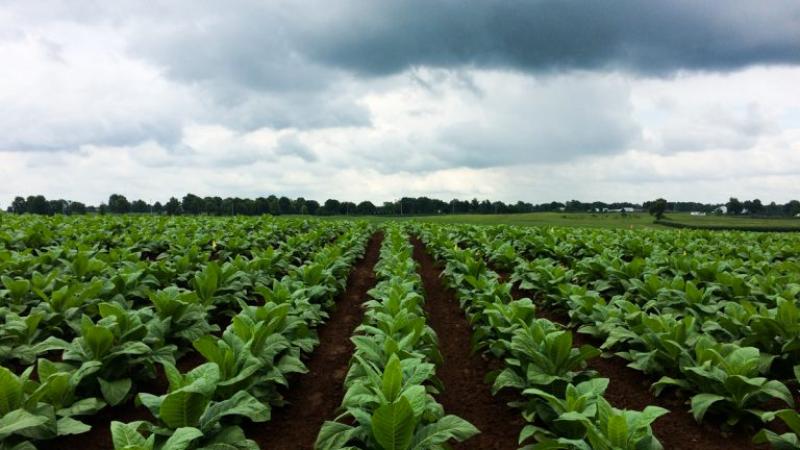 General Crop Farming Market