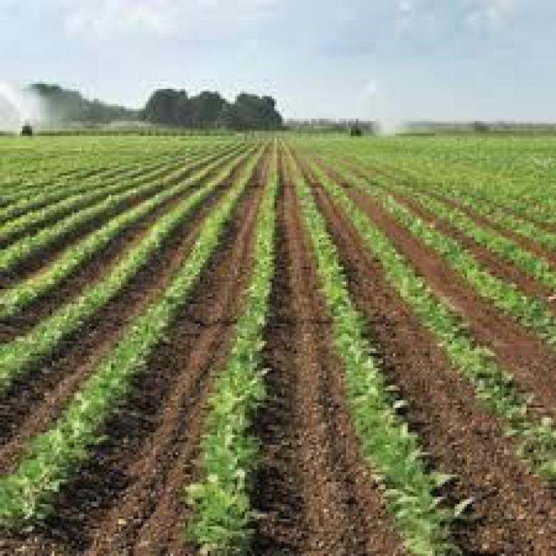 Global Agricultural Insurance Market