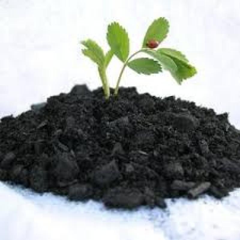 Global Biochar Market