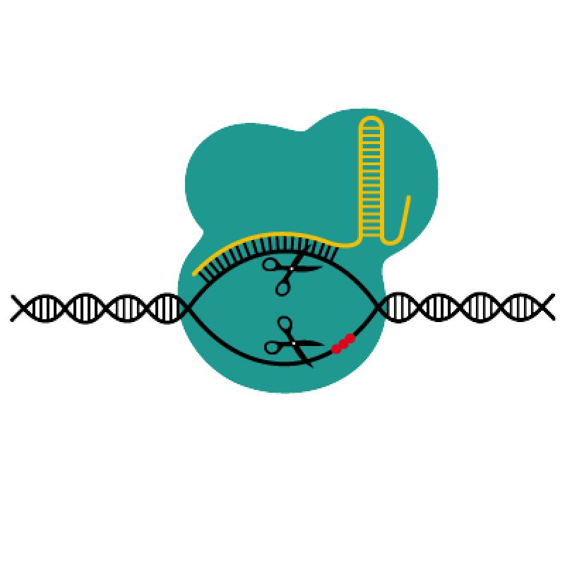 Global CRISPR And CRISPR-Associated (Cas) Genes Market Global CRISPR And CRISPR-Associated (Cas) Genes Market