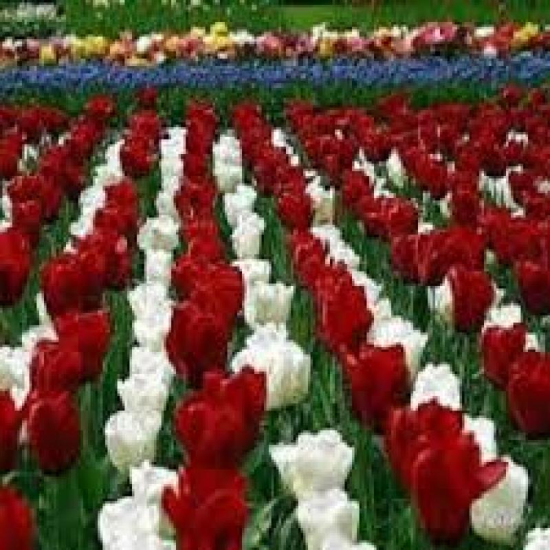 Global Floriculture Market