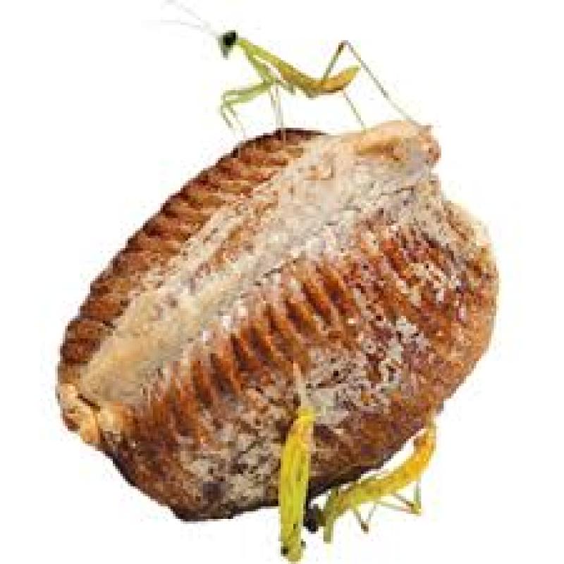 Global Insect Feed Market Global Insect Feed Market