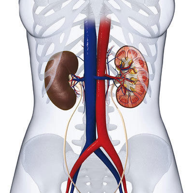 Global Kidney/Renal Function Test Market