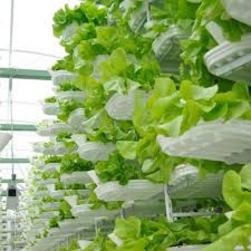 Global Vertical Farming Market