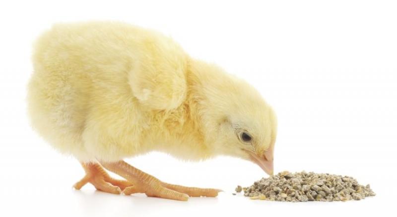 Global Feed Enzymes Market