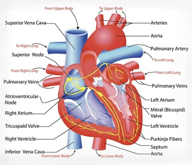 Treatment for cardiovascular disease in India Congestive heart failure cure