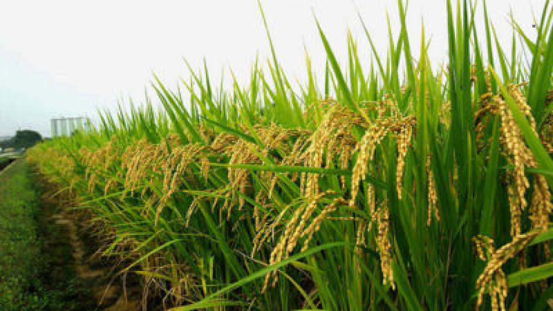 Middle-East And Africa Hybrid Rice Seeds Market