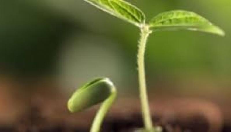 Plant Growth Regulators In-Depth