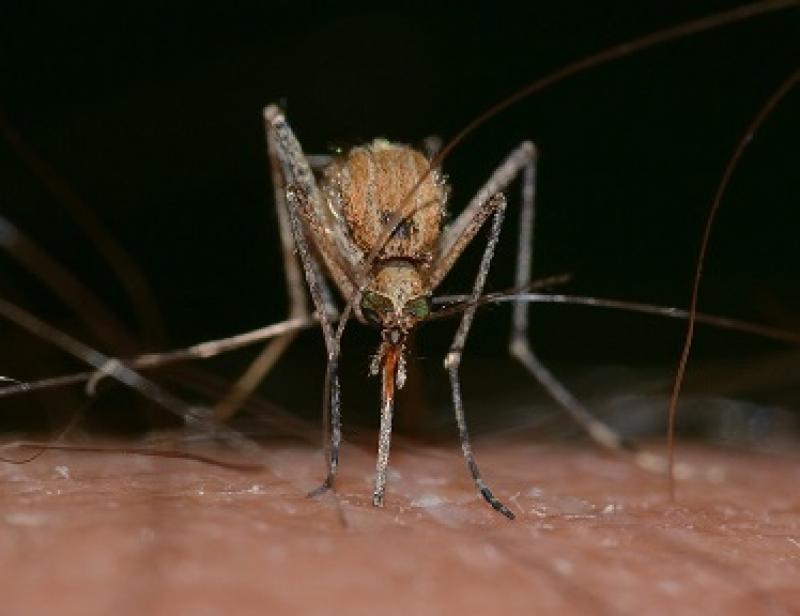 Mosquito Market