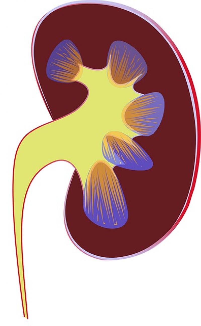 Urinary Tract Infection (UTI) Treatment Market