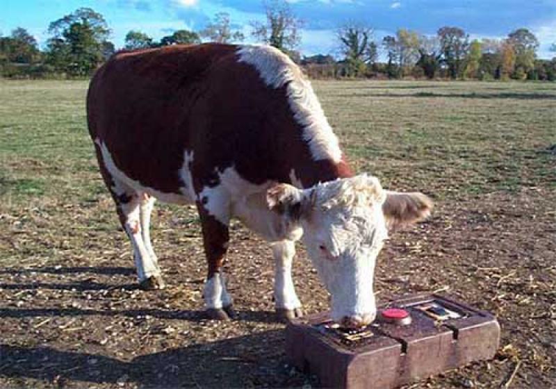 Liquid Feed Supplements Market 