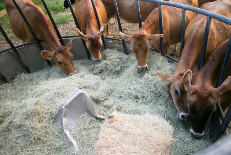Livestock Enzymes Market 2019-2024