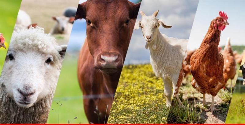 Livestock Pharmaceuticals Market