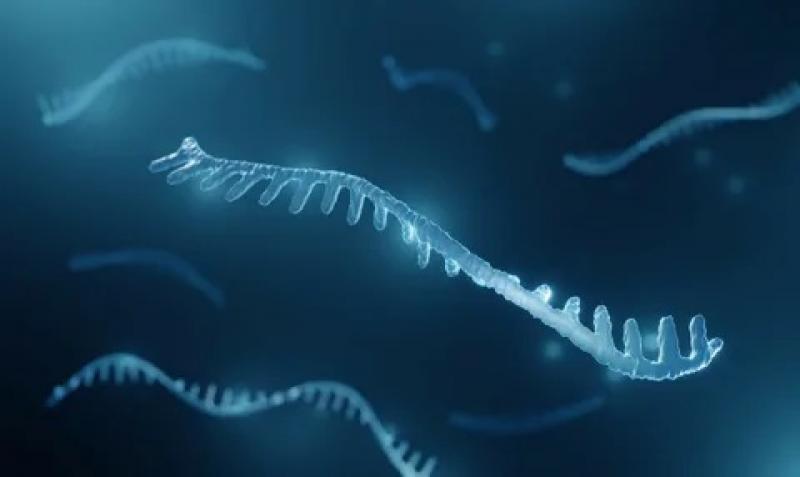 mRNA Synthesis Service Market