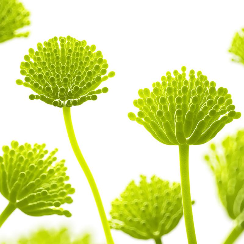 Mycotoxin Testing Market