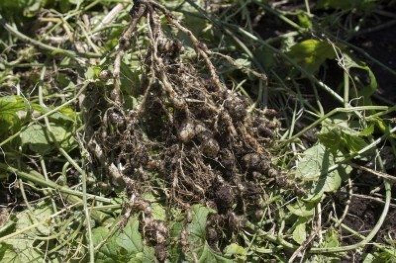 Nematicides Market 
