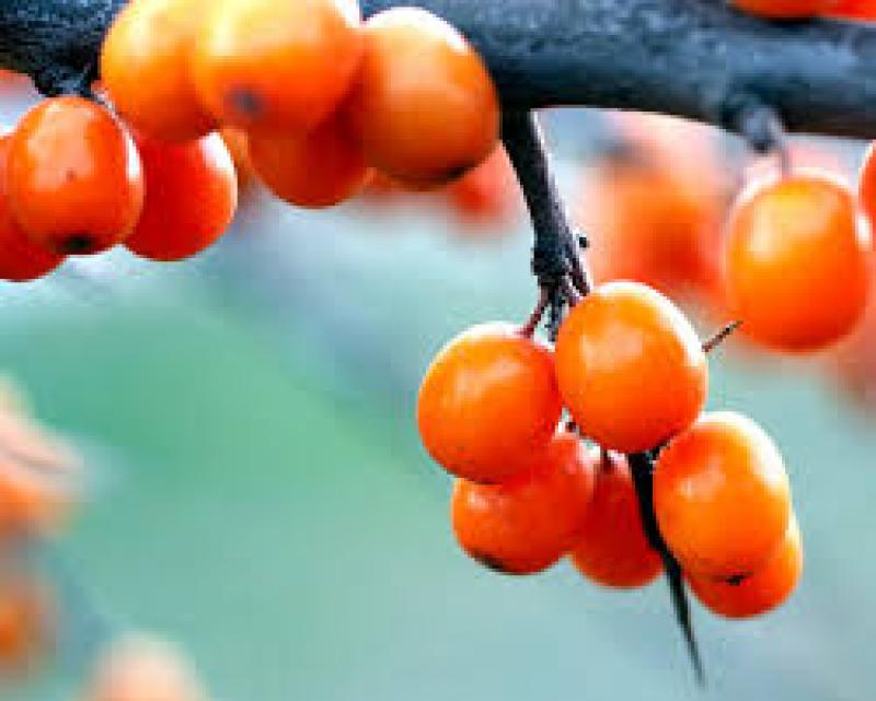 Omega 7 Palmitoleic Acid Market 