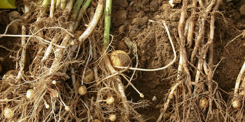 Global Nematicides Market