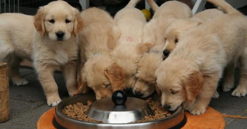 Pet Food Manufacturing Market 