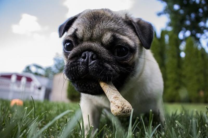 Pet Food Manufacturing Market 