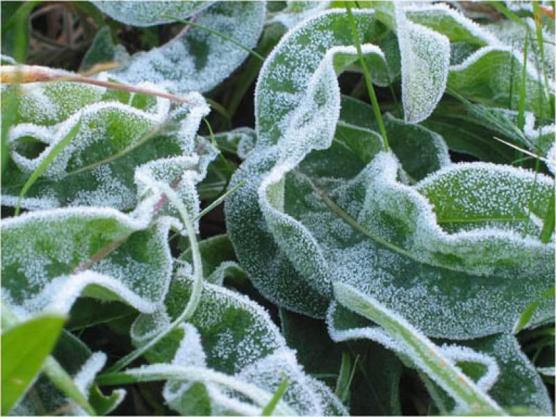 Plant Antifreeze
