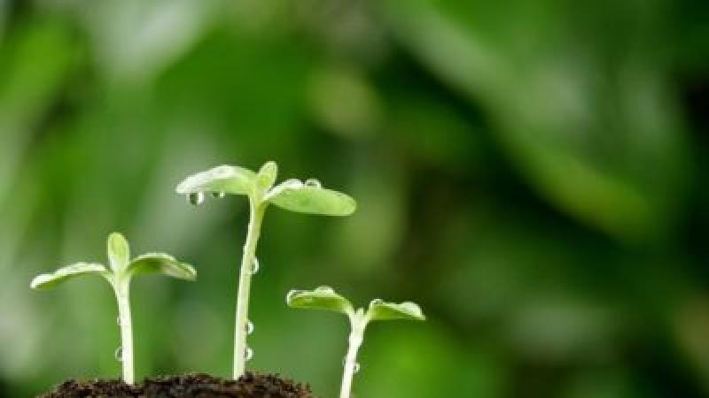 Europe Plant Growth Regulators Market 