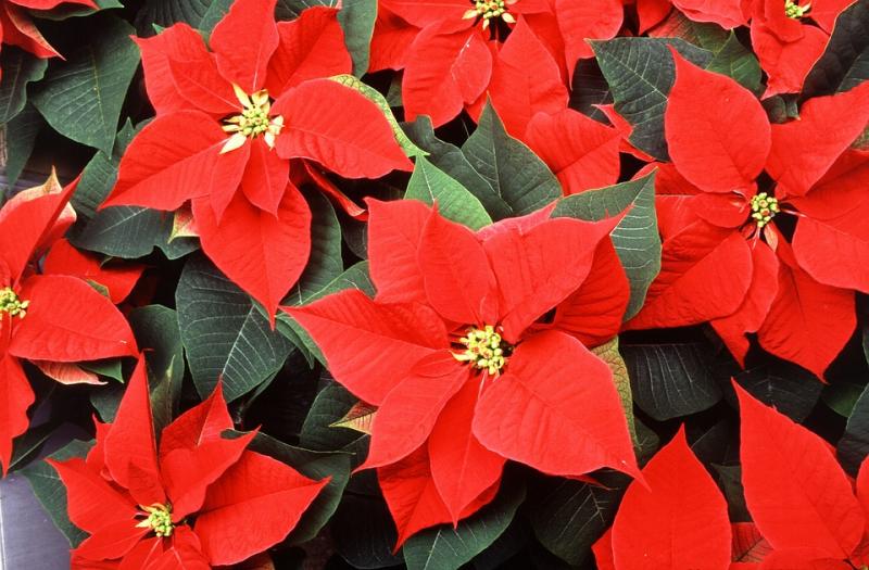 Poinsettia flower