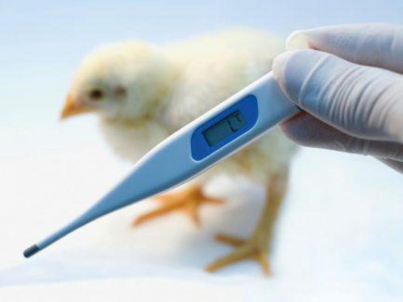 Poultry Diagnostics Market Poultry Diagnostics Market