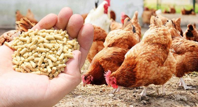 Poultry Feed Market