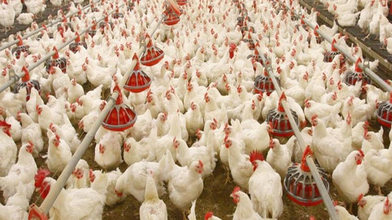 Indian Poultry Market
