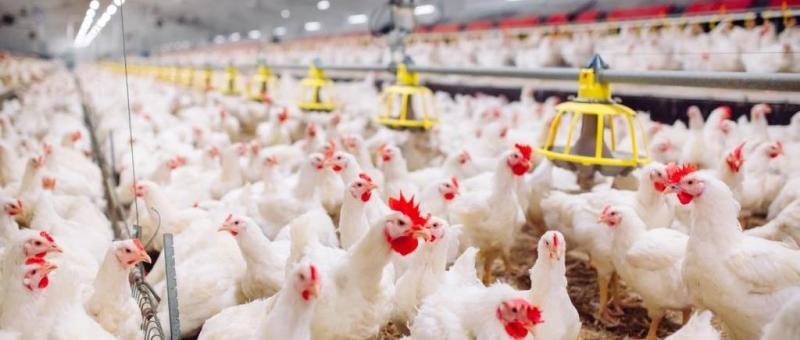 Poultry Manufacturing Market