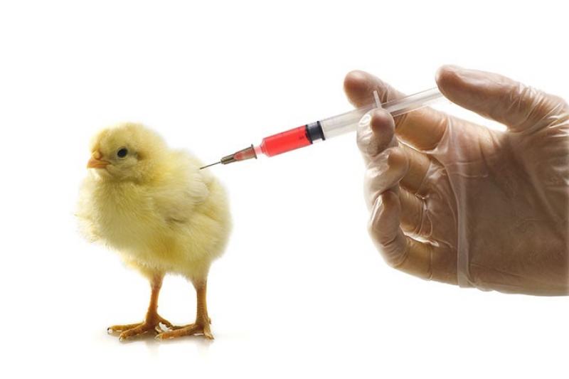 Poultry Vaccines Poultry Vaccines market