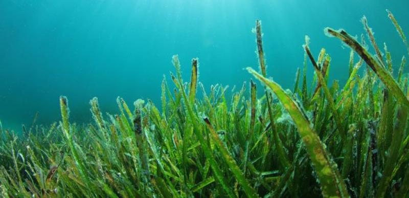 Commercial Seaweed Market 2020-2025
