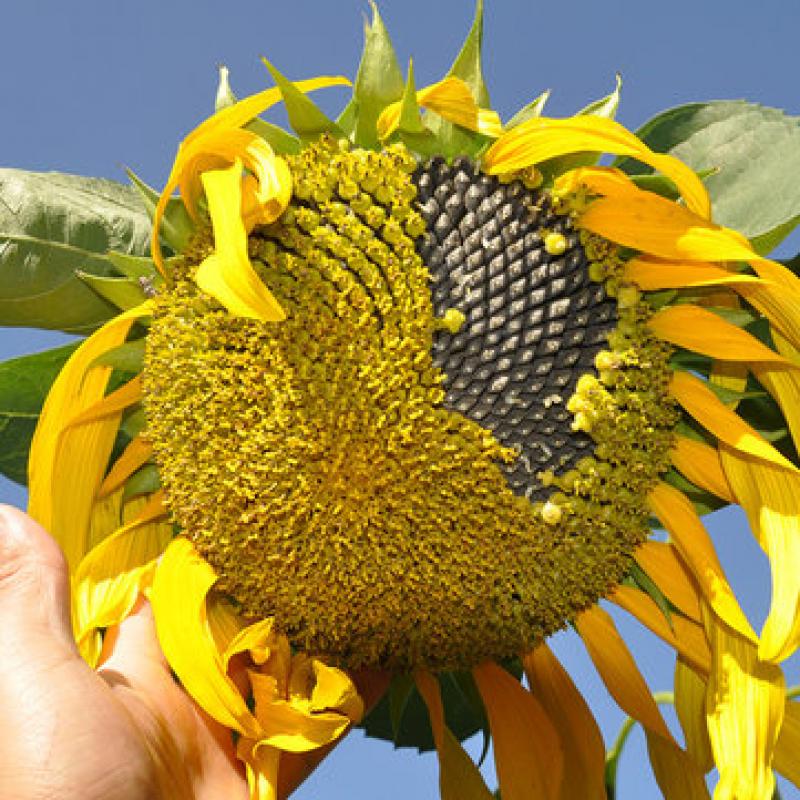 Sunflower Seeds Market 
