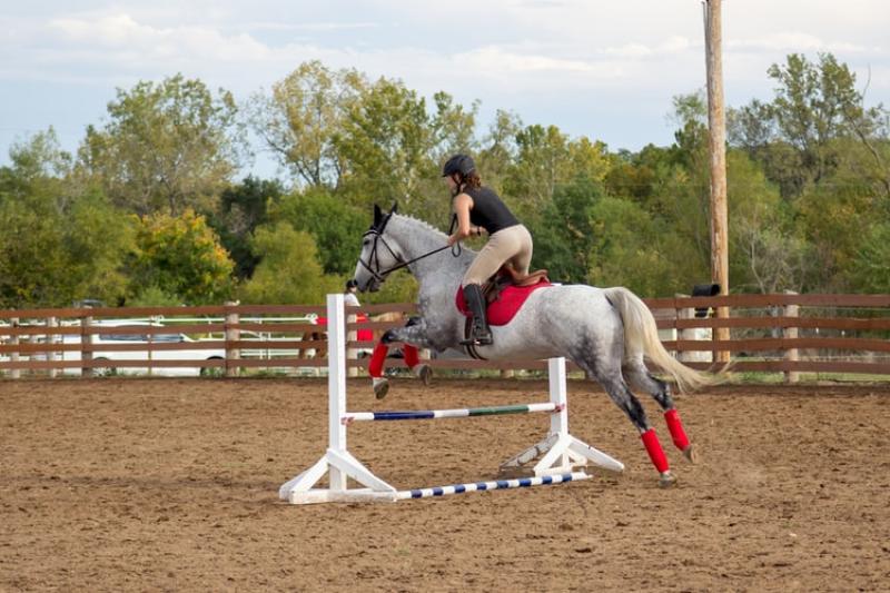 training horses