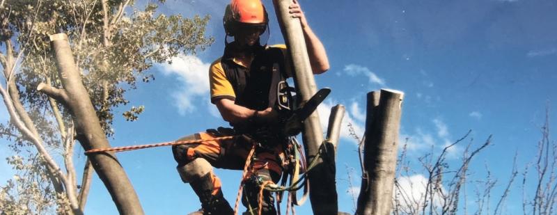 Tree Removal Melbourne