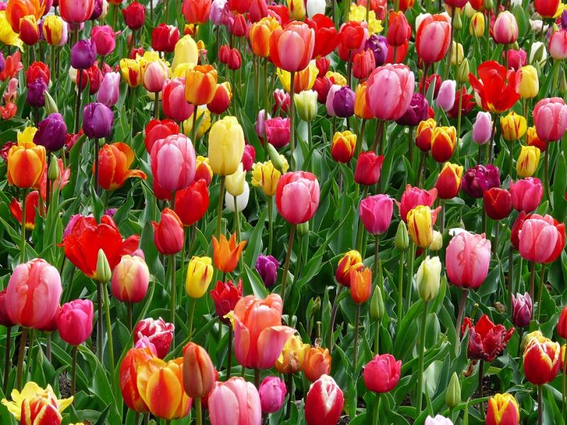 tulip-mayflower