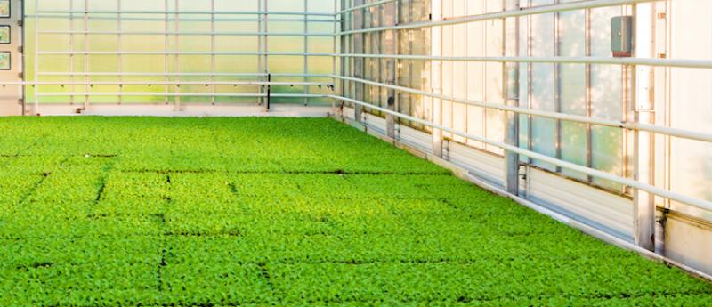 Turf And Ornamental Crop Protection Market