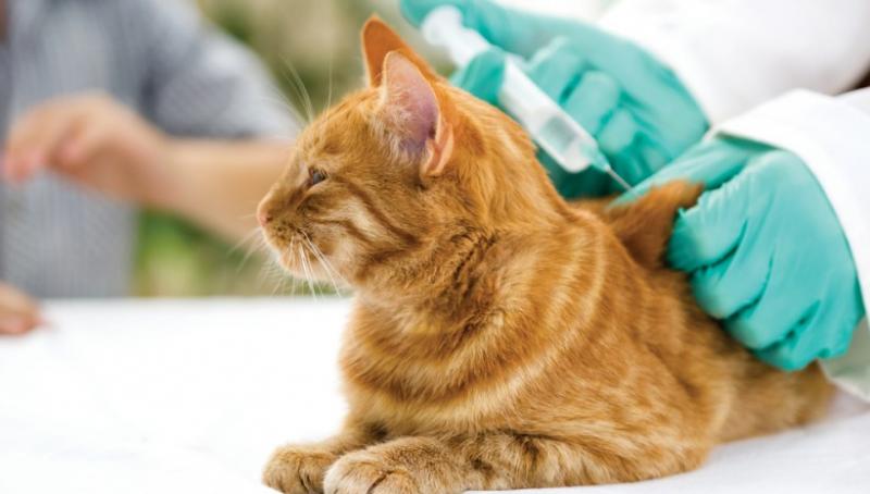 Europe Veterinary vaccines Market