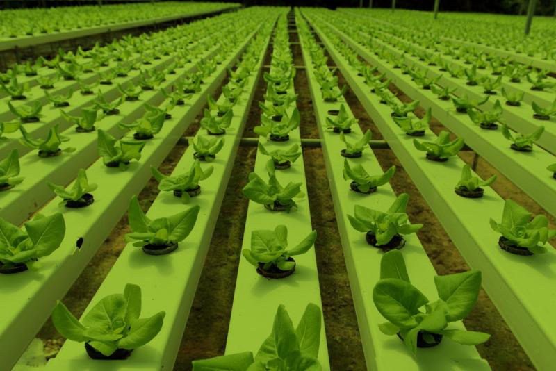 Europe Vertical Farming Market